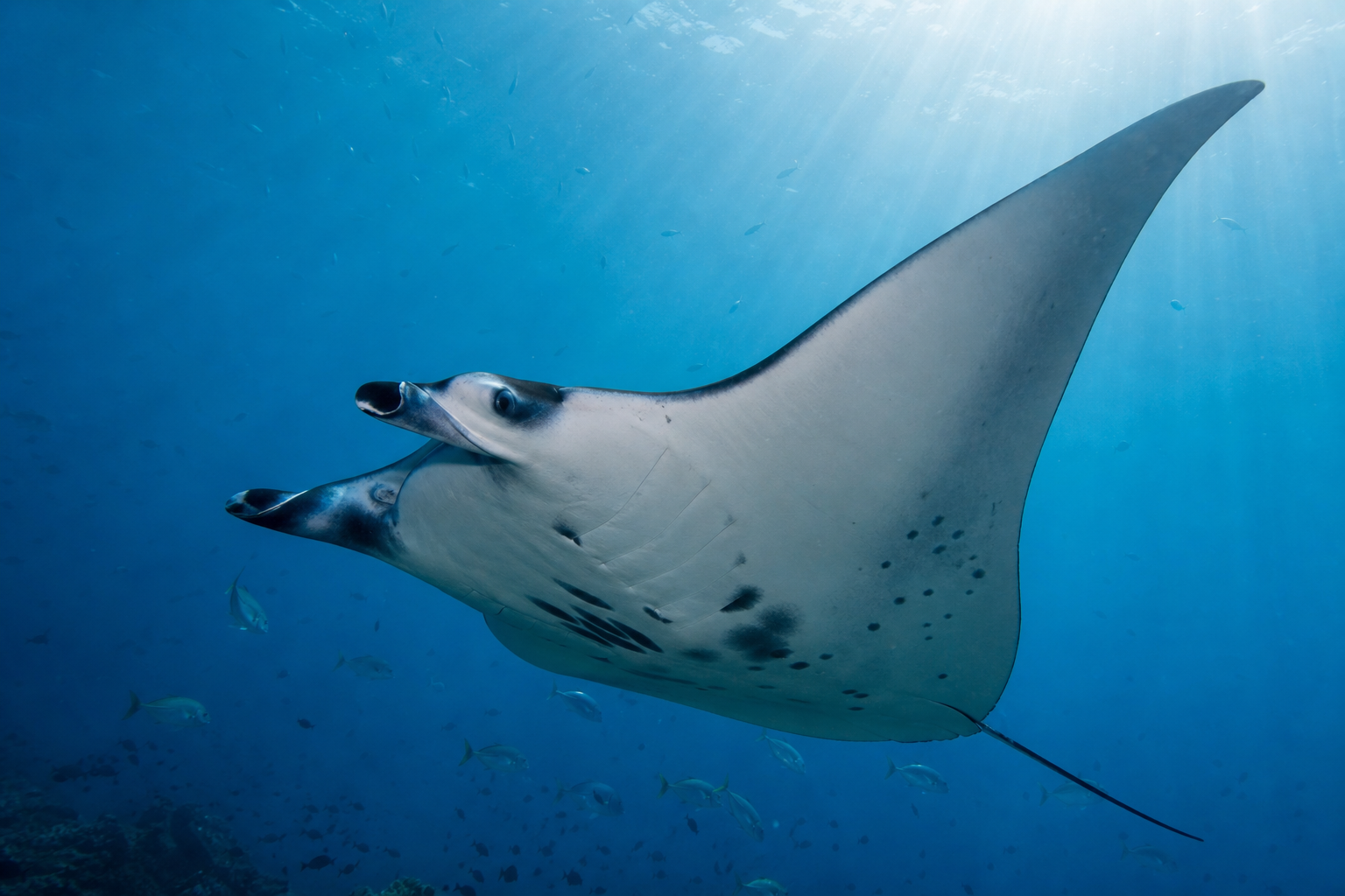 Underwater photograph of a manta ray gliding through clear blue water at Hanifaru Bay, Baa Atoll, one of the most breathtaking marine wildlife events in the world